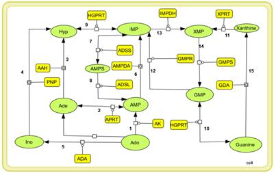 In silico Metabolic Pathway Analysis Identifying Target Against Leishmaniasis – A Kinetic Modeling Approach